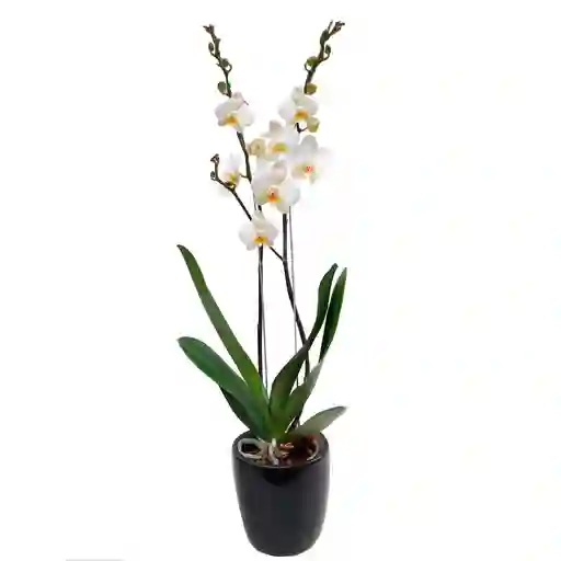 Orquídea Phalaenopsis De Dos Varas + Matera De Cerámica Negra
