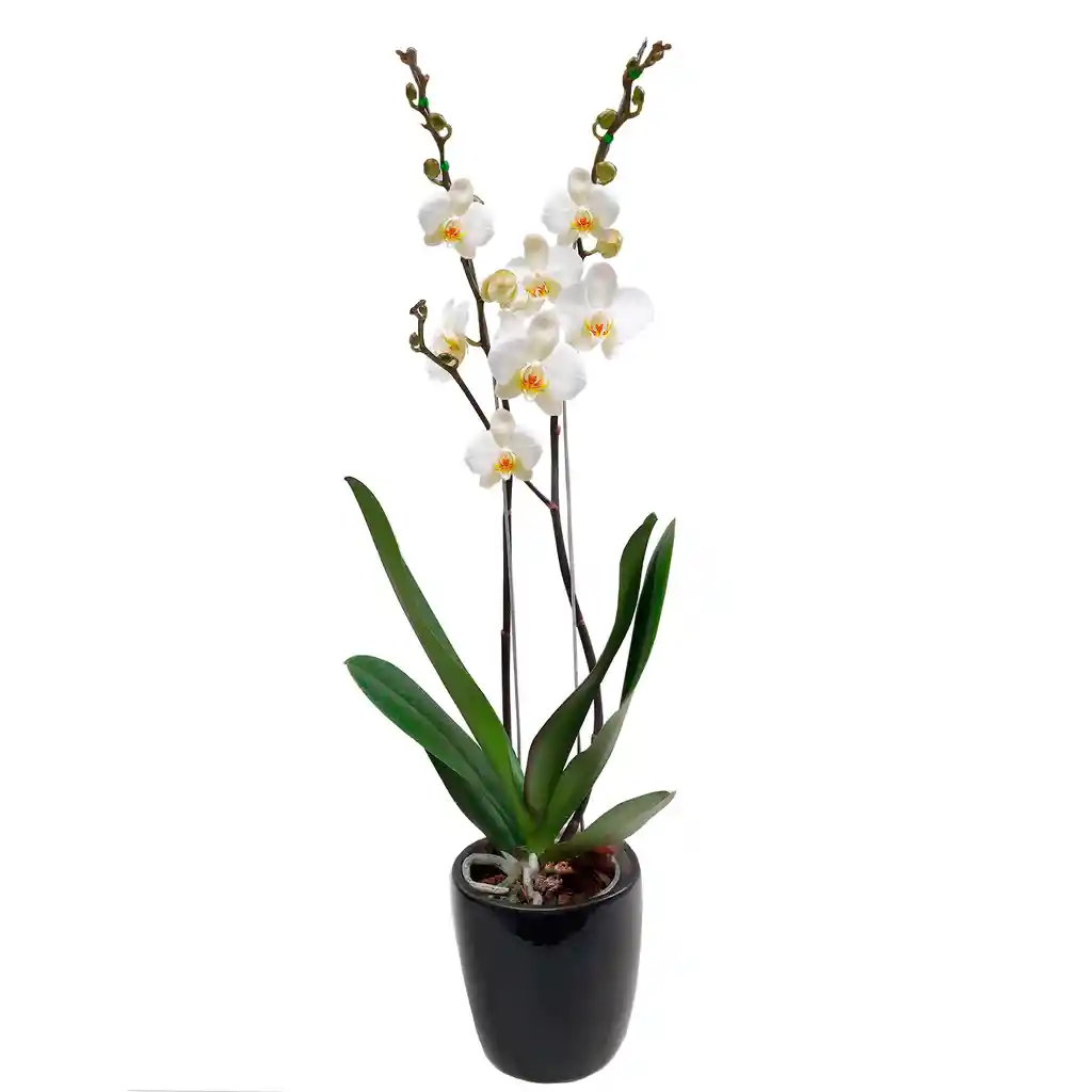 Orquídea Phalaenopsis De Dos Varas + Matera De Cerámica Negra