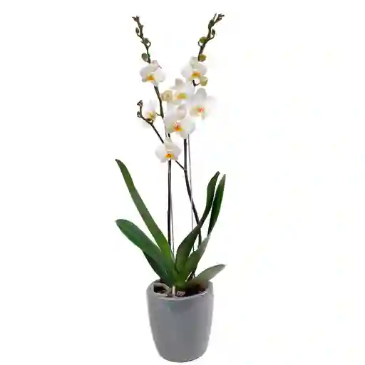 Orquídea Phalaenopsis De Dos Varas + Matera De Cerámica Gris