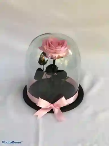 Rosa charme rosada