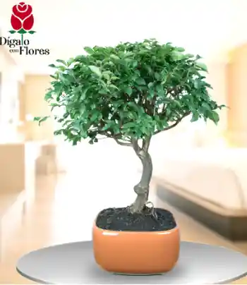  Ficus Banyan chino
