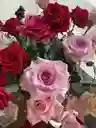 Rosas pink rainbow x 24