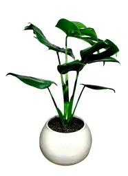 Planta Balazo En Matera Ceramica