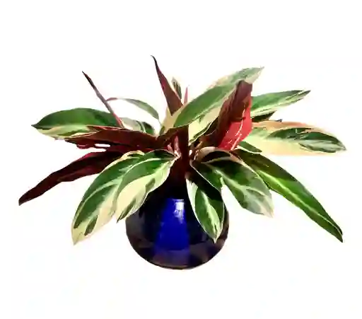 Planta Pluma de Indio Matera Cerámica