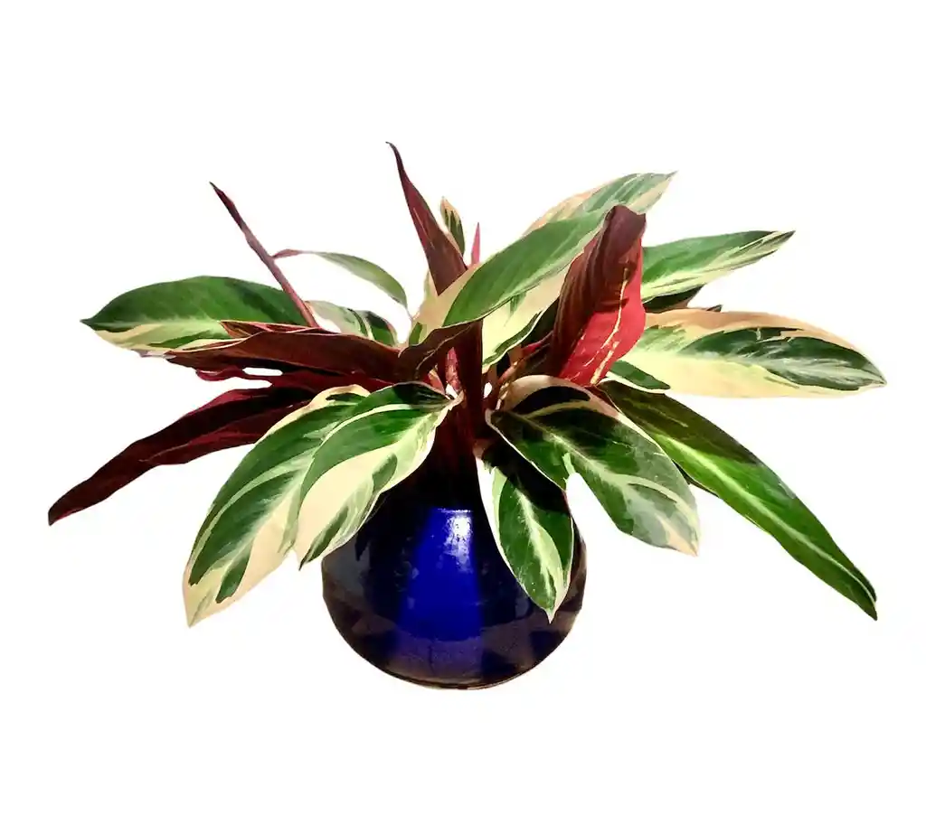 Planta Pluma de Indio Matera Cerámica