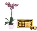 Orquidea Planta De S + Chocolates Ferrero Regalo