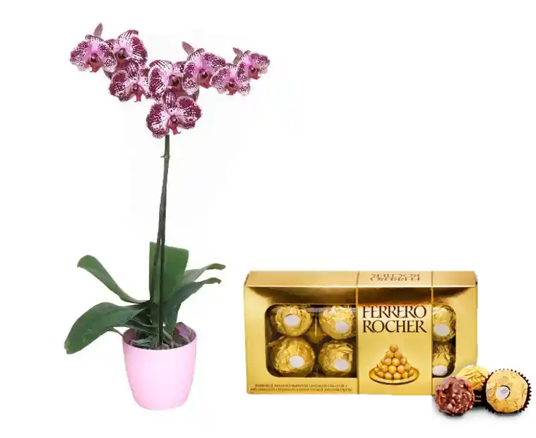 Orquidea Planta De S + Chocolates Ferrero Regalo