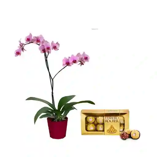 Orquidea Planta De S + Chocolates Ferrero Regalo