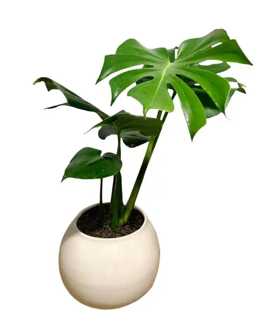 Planta Balazo En Matera Ceramica