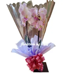 Orquídea Inspiración