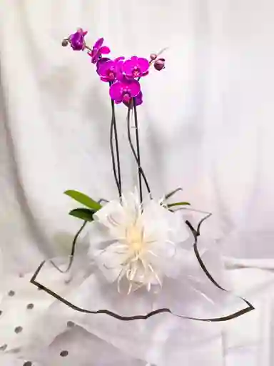 Mata de orquidea Morada