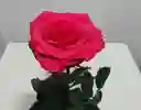 Rosas Preservada