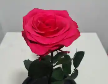 Rosas Preservada