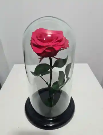 Rosas Preservada