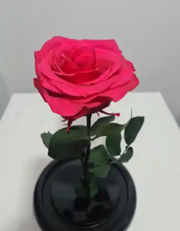 Rosas Preservada