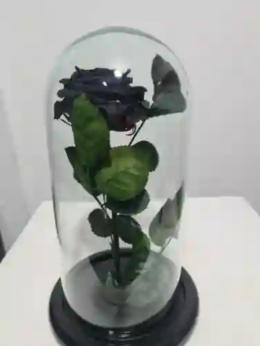 Rosas Preservada Negra