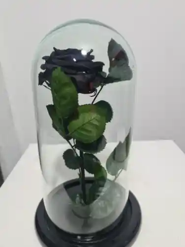 Rosas Preservada Negra