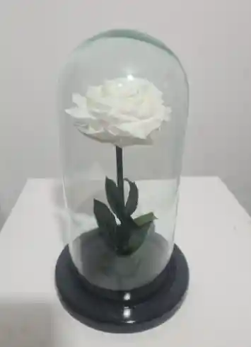 Rosa Preservada Blanca