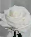 Rosa Preservada Blanca