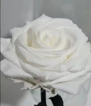 Rosa Preservada Blanca