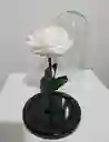Rosa Preservada Blanca