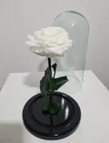 Rosa Preservada Blanca
