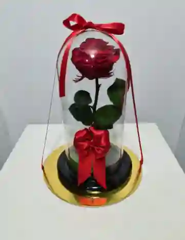 Rosa Preservada Roja