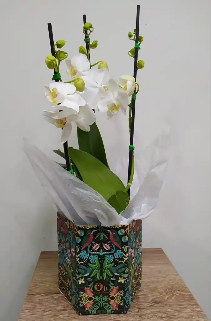 Orquídea Tres Varas Blanca 