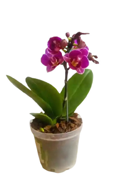 Orquídea mini