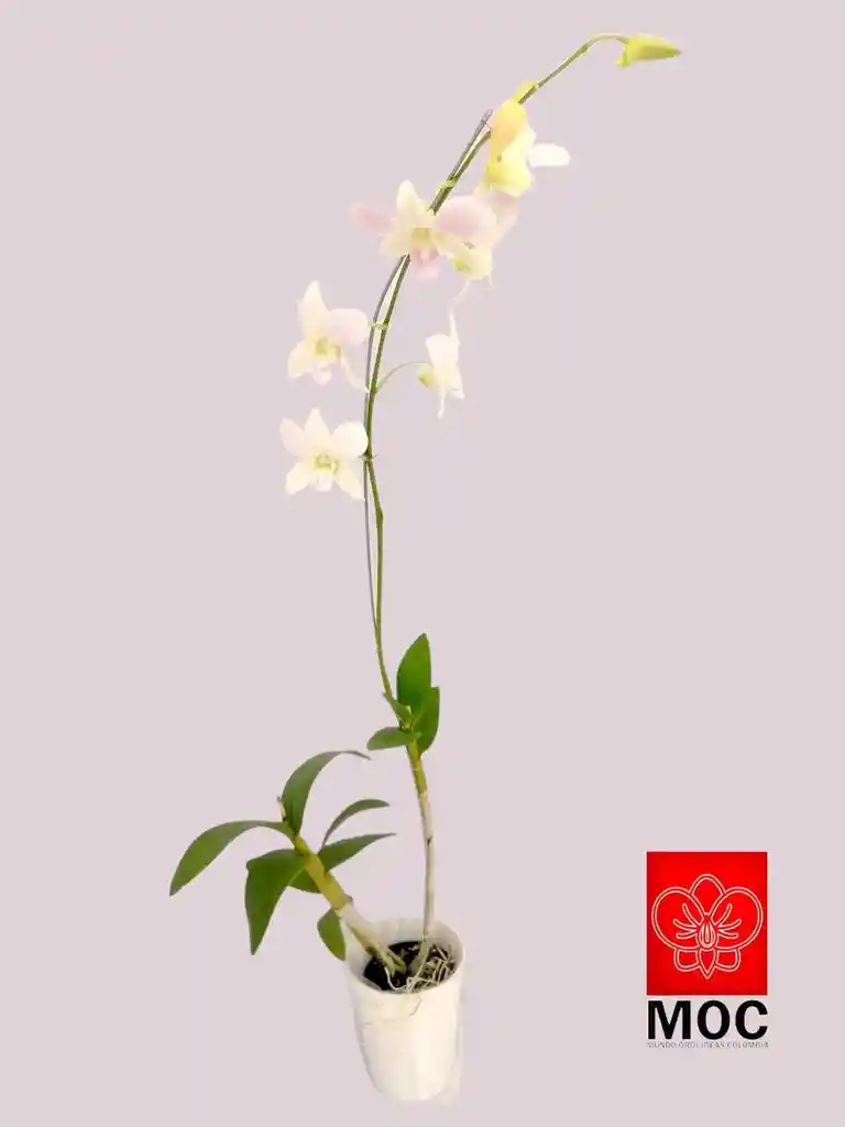 Orquidea Dendrobium Planta Natural