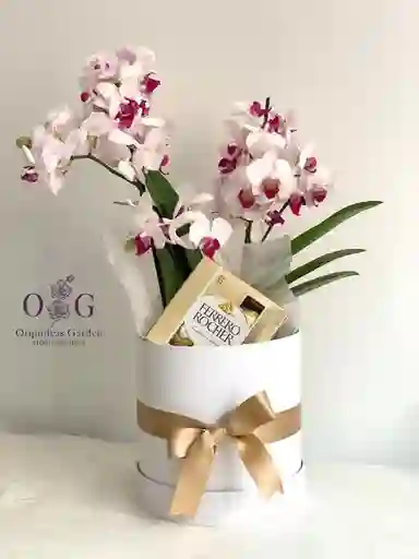 Orquidea Gift Box S Midis + Ferreros