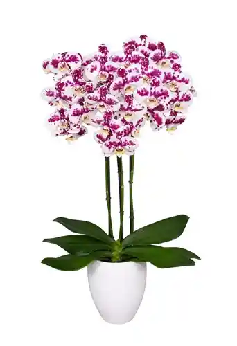 PLANTA DE ORQUIDEA 3 TALLOS FLORES BLANCO PRNT + MATERA PLASTICA 