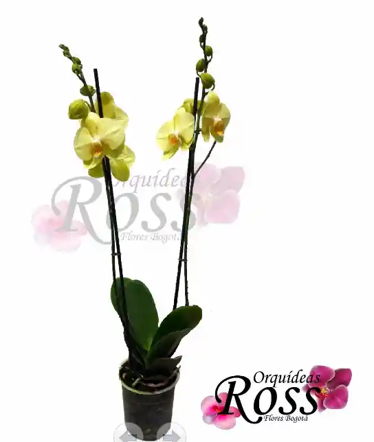 Orquídea Phalaenopsis  de 2 tallos con matera de cultivo