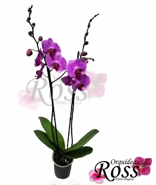 Orquídea Phalaenopsis  de 2 tallos con matera de cultivo