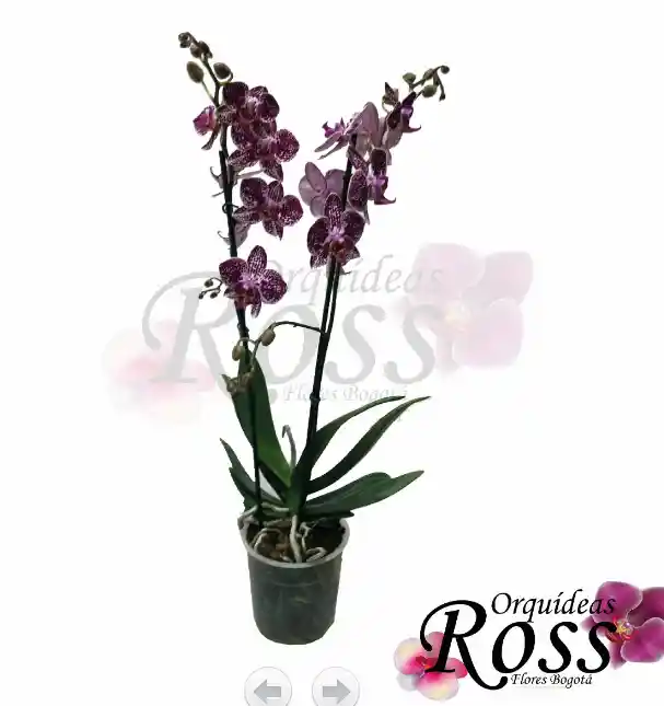 Orquídea Phalaenopsis  de 2 tallos con matera de cultivo