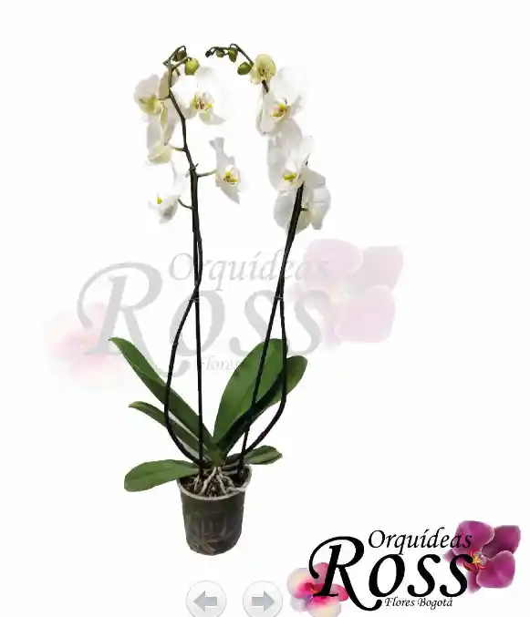 Orquídea Phalaenopsis  de 2 tallos con matera de cultivo