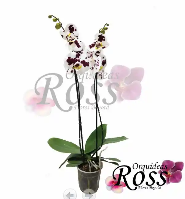 Orquídea Phalaenopsis  de 2 tallos con matera de cultivo