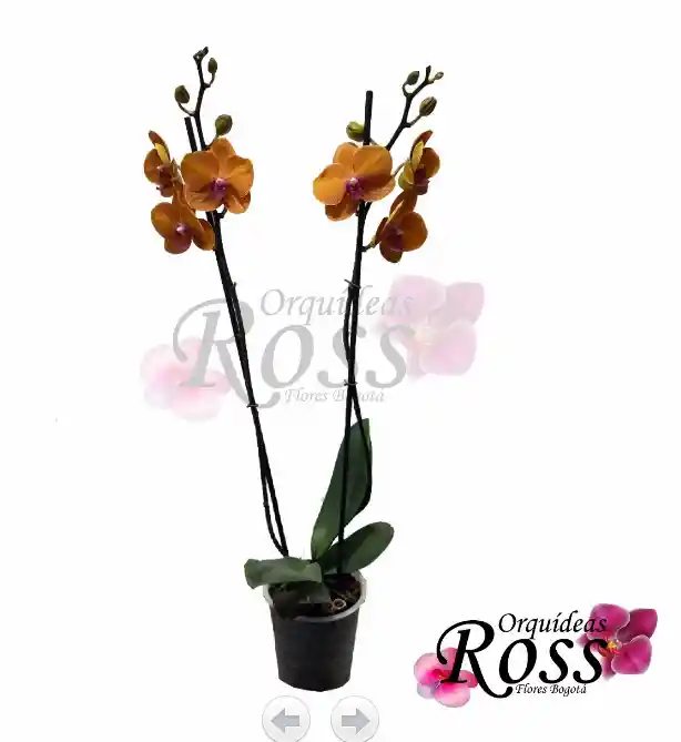 Orquídea Phalaenopsis  de 2 tallos con matera de cultivo