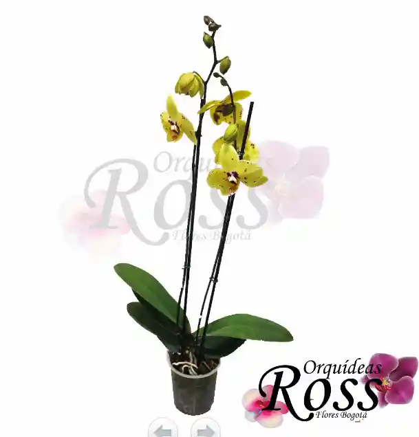 Orquídea Phalaenopsis  de 2 tallos con matera de cultivo