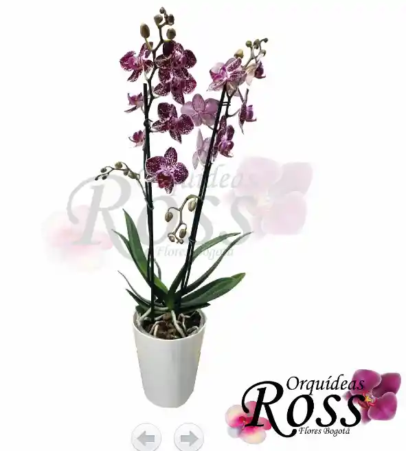 Orquídea Phalaenopsis  de 2 tallos con matera decorativa plastica 