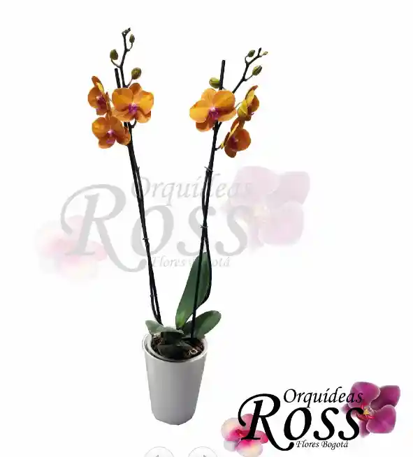 Orquídea Phalaenopsis  de 2 tallos con matera decorativa plastica 