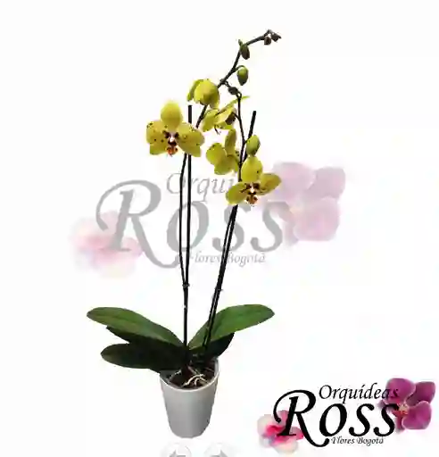 Orquídea Phalaenopsis De 2 Tallos Con Matera Decorativa Plastica