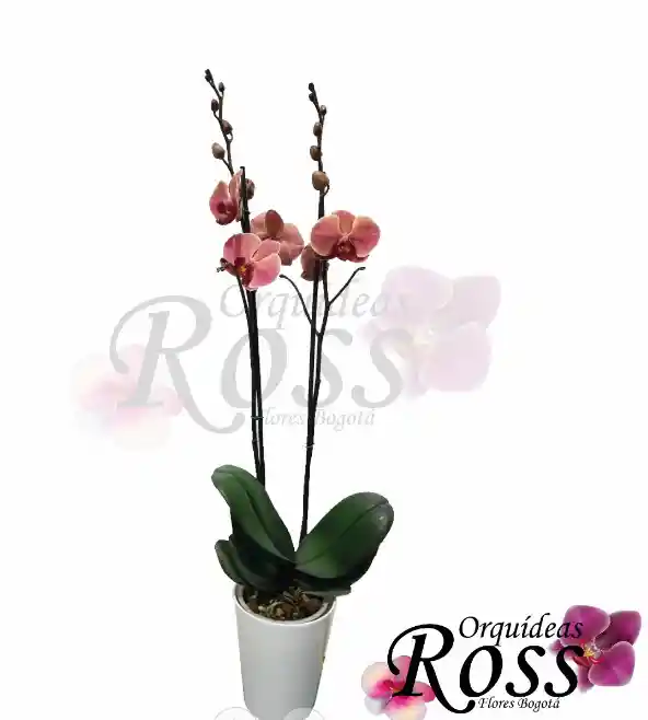 Orquídea Phalaenopsis  de 2 tallos con matera decorativa plastica 