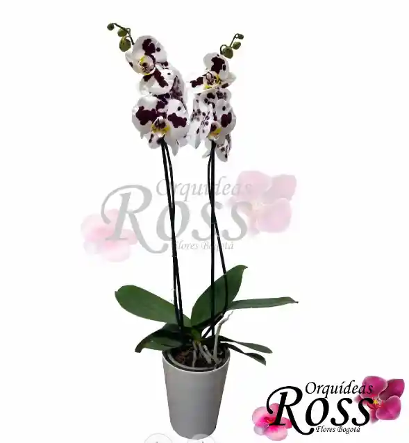 Orquídea Phalaenopsis  de 2 tallos con matera decorativa plastica 