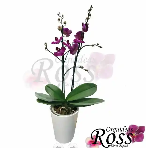 Orquídea Phalaenopsis  de 2 tallos con matera decorativa plastica 