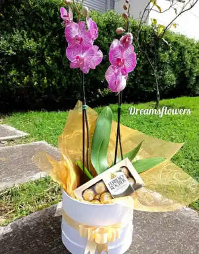 Orquidea Dulce