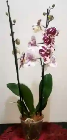 Orquidea Dalmata
