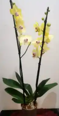 Orquidea Amarilla Centro Rosa