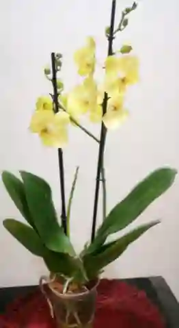 Orquídea Amarilla	