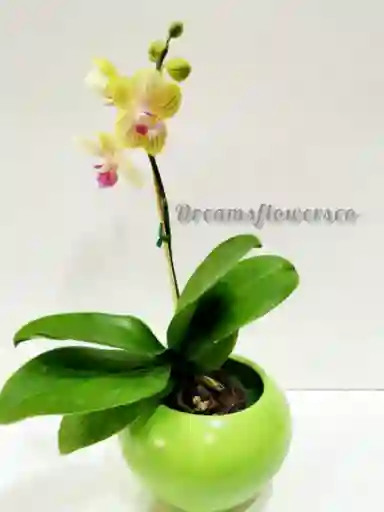 Orquidea Mini